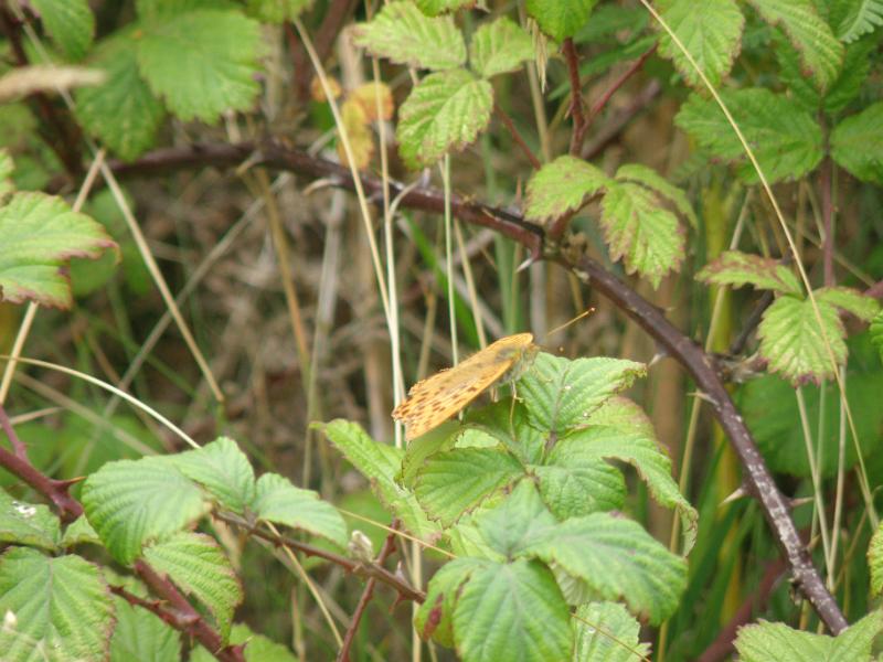 20100731c de lokale vlinder.JPG